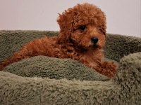 Toy poodle bebekler yeni yuvalarını arıyorlar