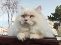 Golden Ny25 British Shorthair Dişi Yavru