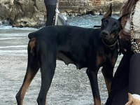 Dişi Safkan Doberman