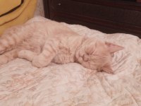 British shorthair ve iran kırması PAŞA