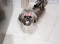 Safkan Dişi Shih Tzu 2 Aylık