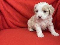 Wc eğitimli aşılı maltipoo bebekler