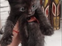 Siyah british shorthair minik
