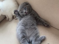 Teslime Hazır British Shorthair