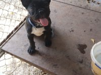 Yer sıkıntısı için köpeğimiz uyguna verilecektir