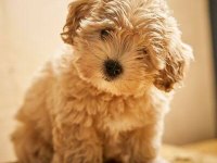 MİNİ BOY MALTİPOO BEBEKLERİMİZ