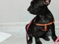 Fransız bulldog