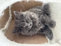 Erkek ve dişi cins yavru british longhair kediler