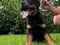 Rottweiler bebekler