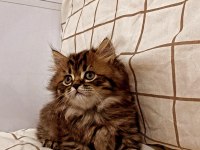 Yakışıklı british longhair oğlumuza sahip aranıyor