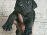 Cane corso yavrular