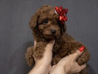 Dişi Poodle Köpeği