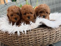 Yasal Köpek Çiftliğinden Toy Poodle Yavrularımız