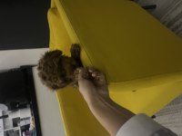 Toy Poodle Yavru