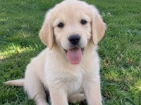 Pamuk Gibi Golden Retriever Yavrular