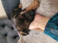 K9 SAFKAN ALMAN KURDU 2 KARDEŞ