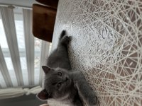 Scottish fold ve british yavrular
