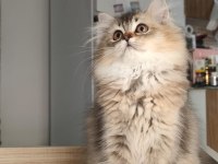 British Longhair Kedilerim