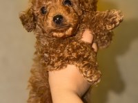 2 AYLIK TOY POODLE ERKEK SON YAVRU