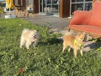 Pomeranian eş bulma ilanıdır