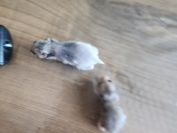 2 Mayıs ve 5 Mayıs hamsterlarımız sahiplendirilecektir