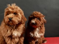 14 Şubat Doğumlu Maltıpoo Yavrular