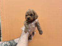 IRK GARANTİLİ MÜKEMMEL TOY POODLE YAVRULAR