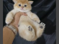ÖZEL OLMAK İSTEYENE GOLDEN NY12 KEDİLERİMİZ