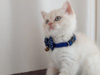 British shorthair red point kedimiz