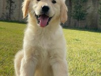 Baby Face Golden Retriever Yavruları