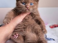 Nadir Bulunan Cinnamon British Shorthair
