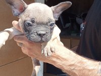 French bulldog yavrular sıfır burun sıfır kuyruk