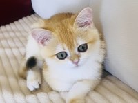 Safkan British Shorthair Golden dişi yavru