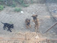 Erkek ve Dişi SAFKAN Malinois