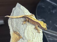 Crested Gecko Sahiplendirme