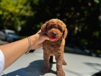 ŞAHANE TOY PODDLE(KÜTAHYA EXUMA PET CENTER)