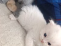 Sevimli british shorthair bebeklerimiz sahiplendirilecek