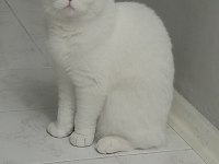 Acil dişi scottish fold