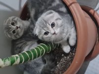3 aylık dişi kedimiz