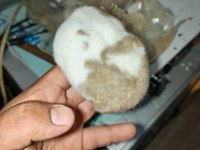YUMUŞACIK DİŞİ 2 ADET ÇOK SEVİMLİ ELE ALIŞIK HAMSTER