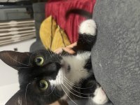 Eve alıștırılmış kedimiz sahiplenilmezse sokağa atılacak