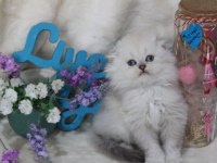British shorthair ve scottish fold bebeklerim