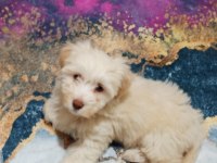3 aylık safkan maltese terrier