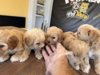 WC eğitimli Maltipoo yavrular toy Poodle yavrular ank 