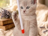 British shorthair lilac gold dişi yavru