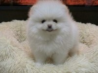 KAR BEYAZ ÜST KALİTE POMERANİAN BOO TEDDY BEAR YAVRULARIM