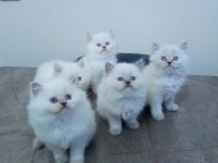 Minik british longhair yavrularımıza yuva arıyoruz