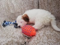 Yavru maltipoo yeni sıcak yuvasını arıyor