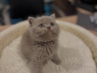 British shorthair ve longhair yavrular