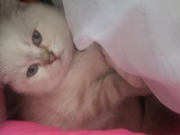 Scottish fold dişi